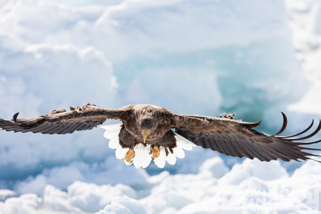 eagles   8032 zeitler 1024x683 - Hokkaido Winter Eagles