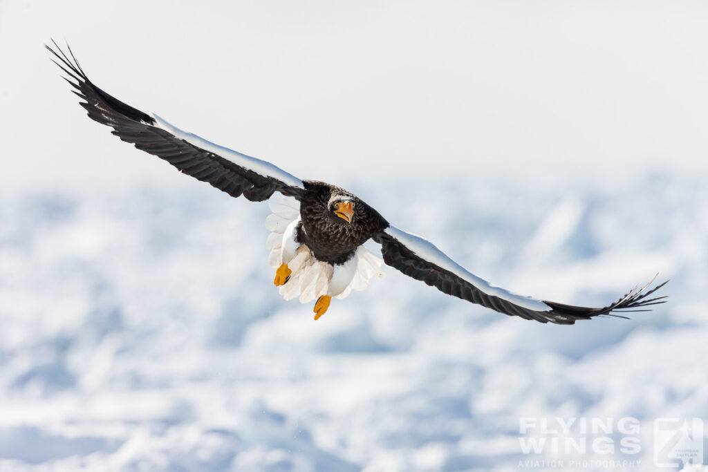 eagles   8143 zeitler 1024x683 - Hokkaido Winter Eagles