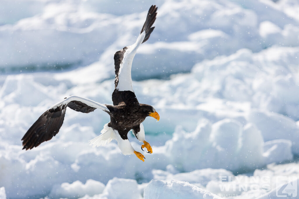 eagles   8280 zeitler 1024x683 - Hokkaido Winter Eagles