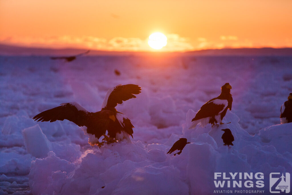 eagles   8349 zeitler 1024x683 - Hokkaido Winter Eagles