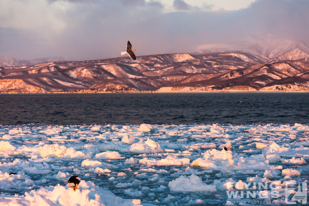 eagles   8382 zeitler 1024x683 - Hokkaido Winter Eagles