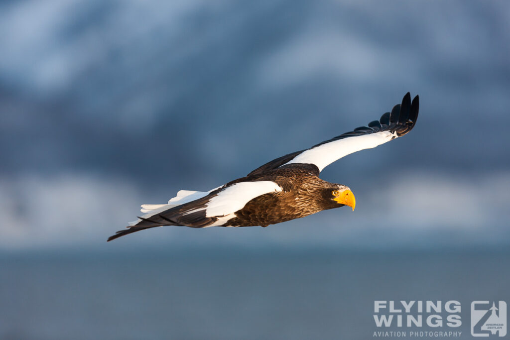 eagles   8435 zeitler 1024x683 - Hokkaido Winter Eagles