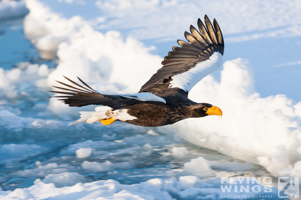 eagles   8466 zeitler 1024x683 - Hokkaido Winter Eagles