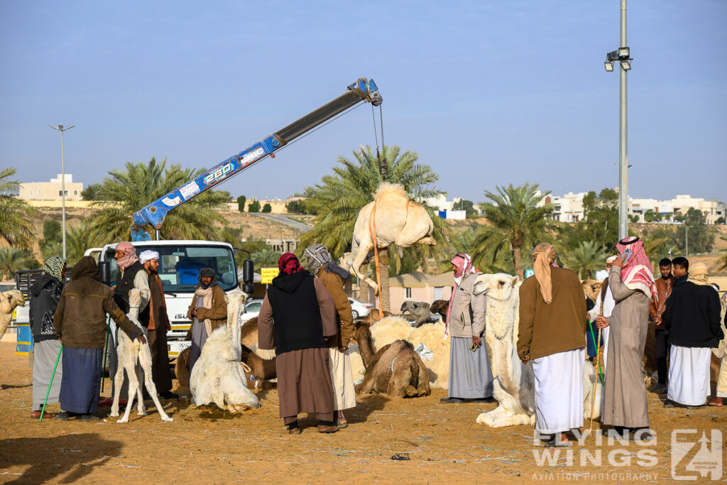 2024, Saudi Arabia, Tourism, camel market