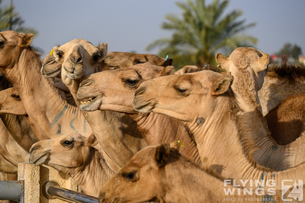 2024, Saudi Arabia, Tourism, camel market