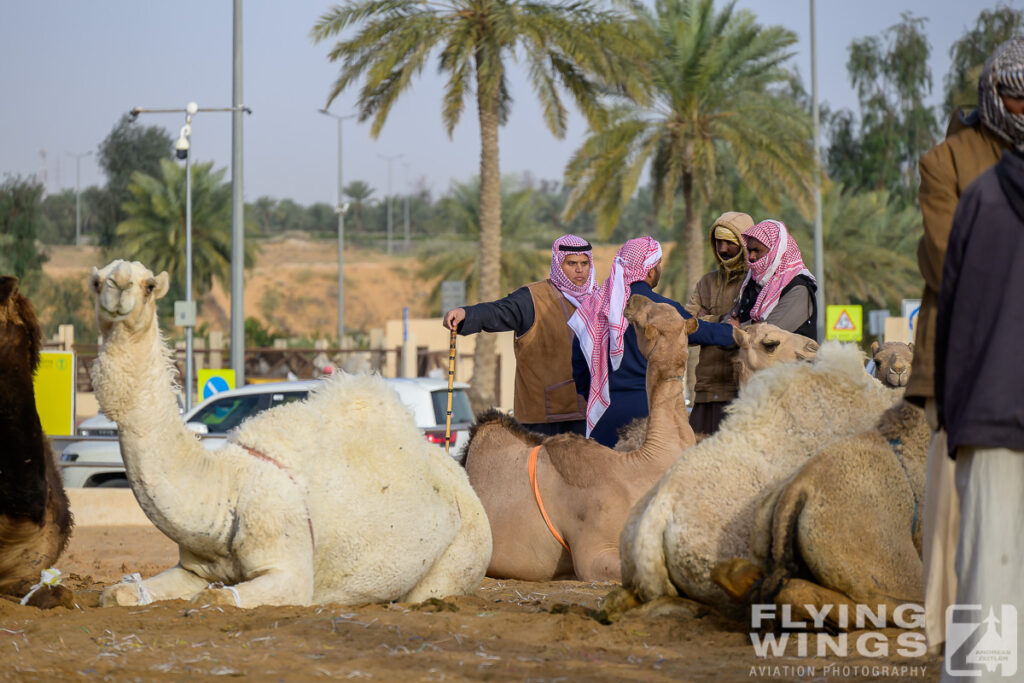 2024, Saudi Arabia, Tourism, camel market