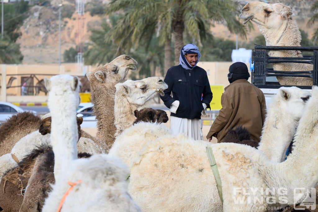 2024, Saudi Arabia, Tourism, camel market