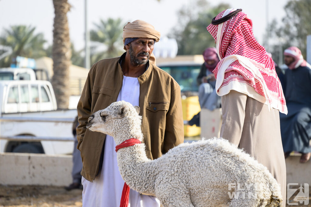 2024, Saudi Arabia, Tourism, camel market