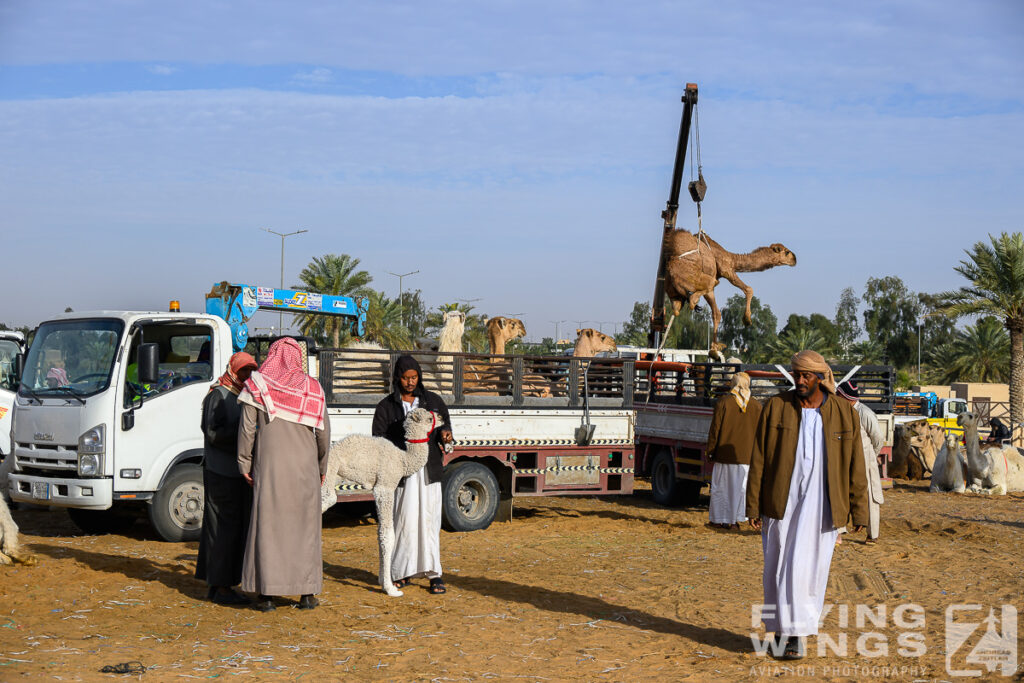 2024, Saudi Arabia, Tourism, camel market