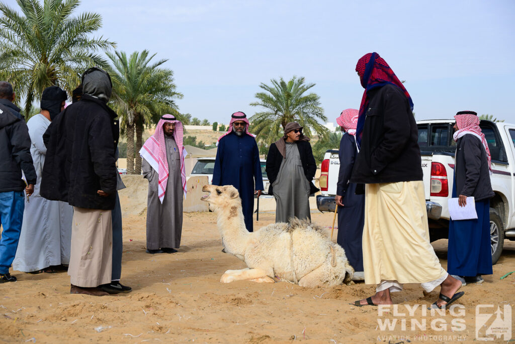 2024, Saudi Arabia, Tourism, camel market