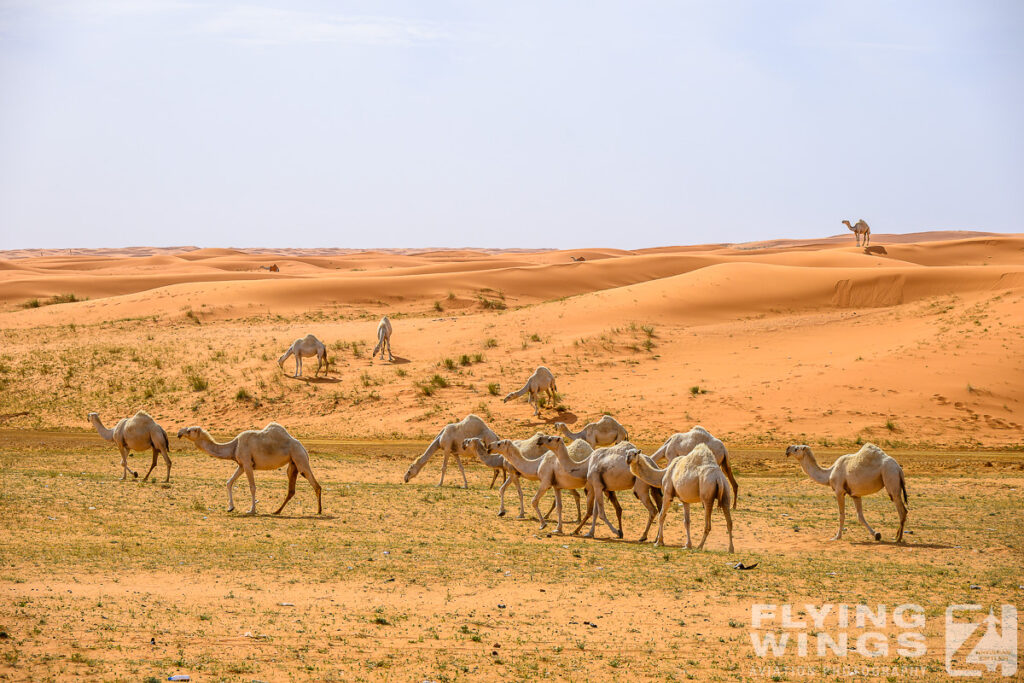 2024, Saudi Arabia, Tourism, camel, desert