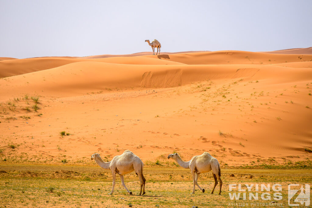 2024, Saudi Arabia, Tourism, camel, desert