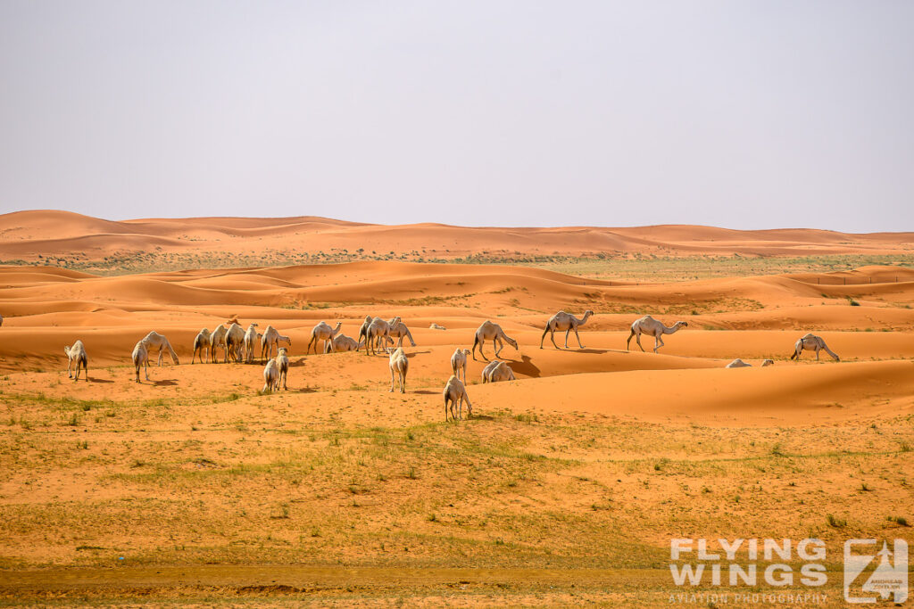 2024, Saudi Arabia, Tourism, camel, desert